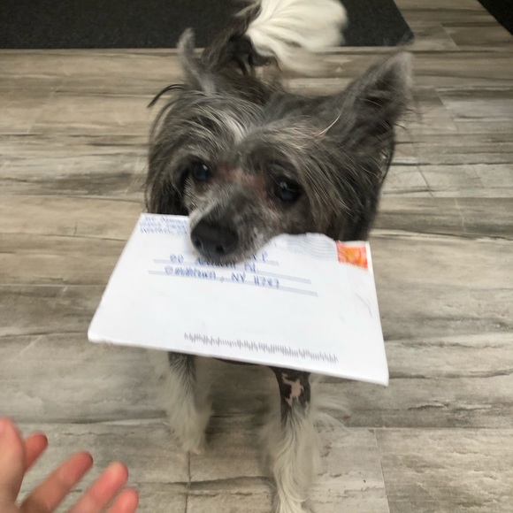 Selling to support my service dog - Picture 3 of 7